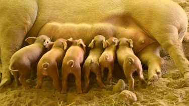 Koca malacaival egy hazai sertésgazdaságban