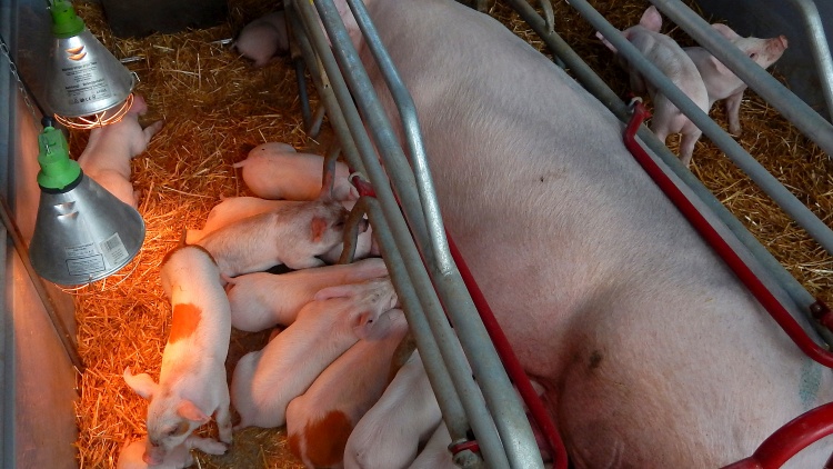 Új megerősítés, rejtett, komoly kár a hőstressz a sertésólban