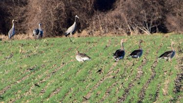vándormadár vadmadár madárinfluenza járvány korlátozás