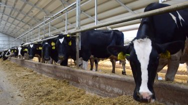 szarvasmarha tejelő tehén istálló állattartás