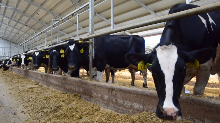 szarvasmarha tejelő tehén istálló állattartás