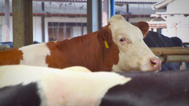 Szarvasmarha szarvasmarhatartó telepen: keletről is fenyeget a járványveszély? (Illusztráció: Horizont Média/Kohout Zoltán