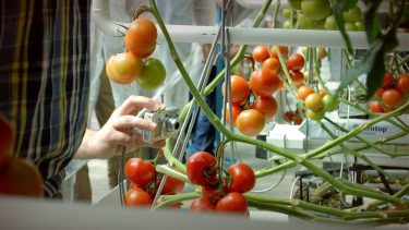 paradicsom termesztőközeg fényképezőgép üvegház intenzív zöldségztermesztés