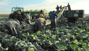 Érdemes szezon előtt ellenőrizni a munkaügyi dokumentumokat, nehogy a támogatás múljon rajta… (Illusztráció: Horizont Média/Kohout Zoltán)