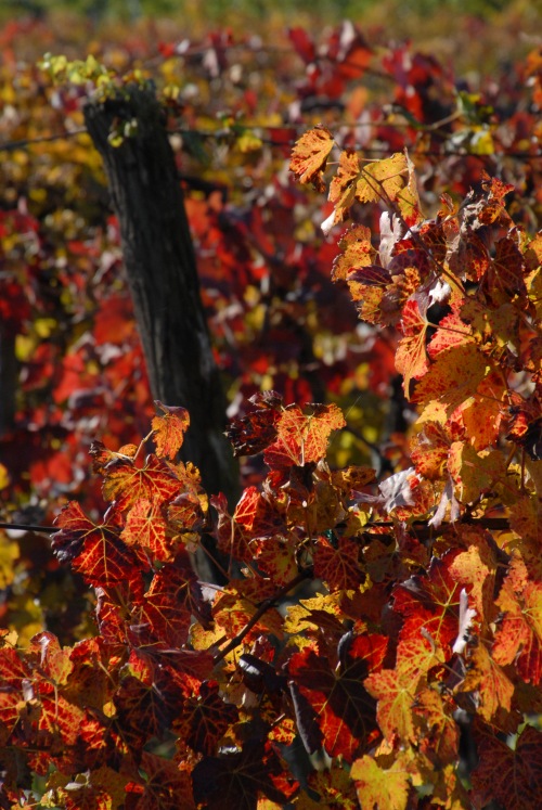 A szőlő aranyszínű sárgaság mára országos jelentőségű növényegészségügyi problémává vált (Illusztráció: Horizont Média/Kohout Zoltán)