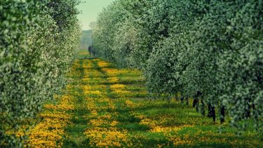 Fagytól veszélyeztetett kertészeti ültetvény Közép-Magyarországon (Fotó: Horizont Média/Kohout Zoltán)