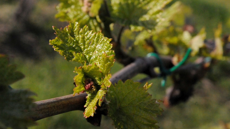 Pénz jár a szőlőkabóca elleni védekezésért – lépni kell!