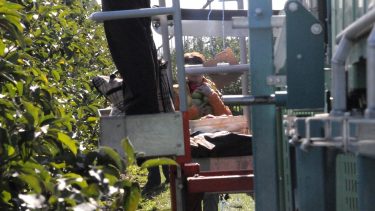 alma szüret szüretelőkombájn napszámos