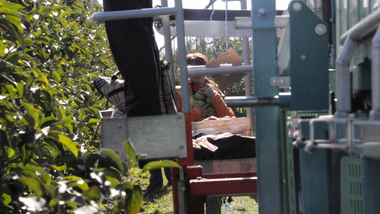 alma szüret szüretelőkombájn napszámos