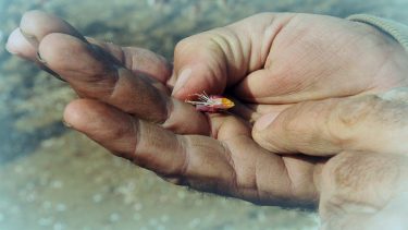 Fagysérült virág egy Csongrád megyei barackfa-ültetvény kertészénél