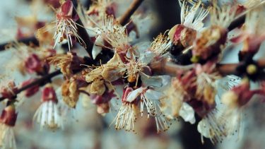 barackfa virágzat fagykár kertészet ültetvény növényvédelem