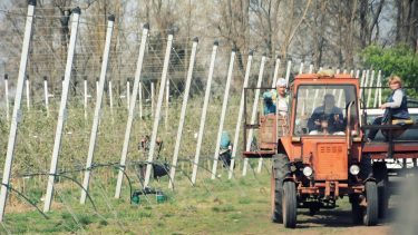 Napszámosok, kertészeti dolgozók egy északnyugat-magyarországi almaültetvényen