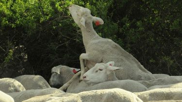 Juhok legeltetés homokhátsági juhászat állattartás