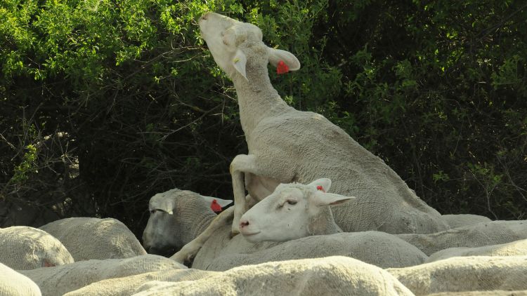 Juhok legeltetés homokhátsági juhászat állattartás