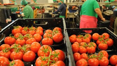 Paradicsom-válogató és csomagoló üzem Dél-Magyarországon