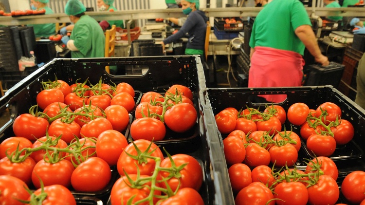 Paradicsom-válogató és csomagoló üzem Dél-Magyarországon