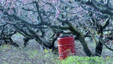 gyümölcsfa ültetvény fagyvédelmi hordó növényvédelem kertészet