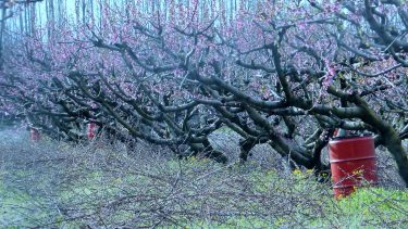 kertészet gyümölcsös gyümölcsfa fagyvédelmi eszköz