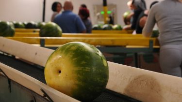 Dinnye tisztítása, csomagolása egy közép-magyarországi kertészetben (Fotó: Horizont Média/archív)