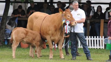 tenyészállat bemutató Alföldi Állattenyésztési és Mezőgazda Napok