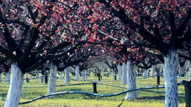 ültetvény gyümölcsfa öntözőrendszer kertészet időjárás