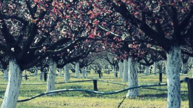 Ideje bekészíteni a gyümölcstermesztő ültetvényeken a fagyvédelmi eszközöket