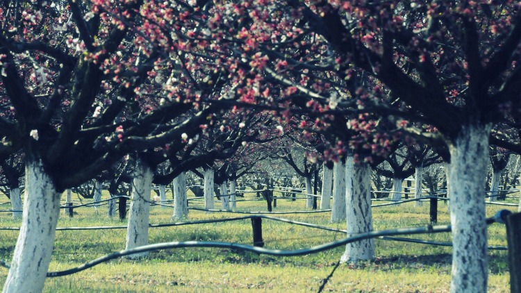 Ideje bekészíteni a gyümölcstermesztő ültetvényeken a fagyvédelmi eszközöket