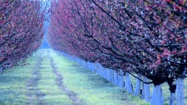 gyümölcsfák hajnali hideg kertészet növényvédelem