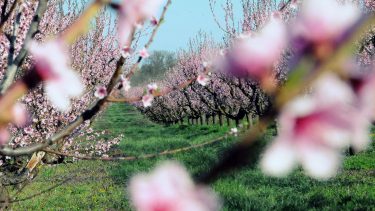 Hetek óta hideg éjszakák, hajnalok fenyegetik a gyümölcsültetvényeket