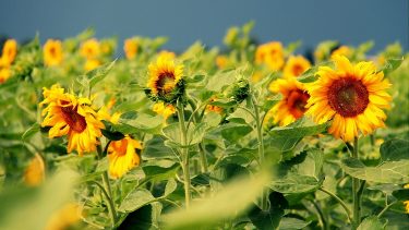 napraforgó tányér vihar sötét égbolt növénytermesztés fajtakísérlet