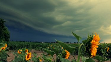 Aszályos időszak után nyári vihar egy homokhátsági napraforgóültetvényen (Fotó: Horizont Média/Kohout Zoltán)