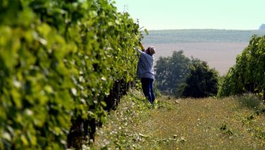 A szőlőkabóca ellen a metszés is hatékony növényvédelmi eszköz lehet az aranyszínű sárgasággal szembeni védekezésben (Illusztráció: Horizont Média/archív)