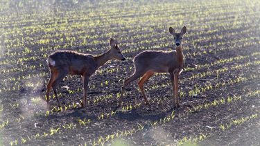 rőtvad szántóföld vadkár növényvédelem növénytermesztés