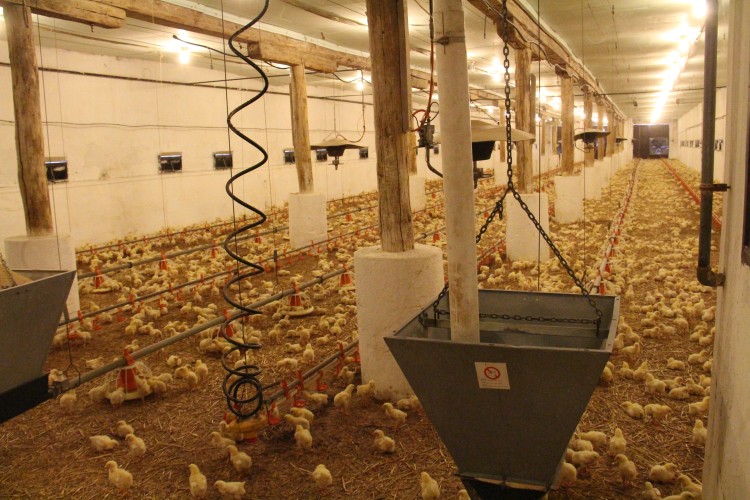 A brojler-előállításnál az első héten 23 órás megvilágítás és mindössze egy órányi sötét periódus szükséges (forrás: Horizont Média Kft.)