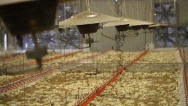 A képen egy zárt baromfitelep belső tere látható etető- és itatórendszerrel.
