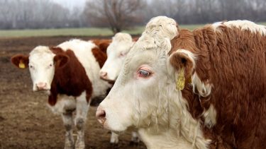 Az elképesztő exportdinamika is felfelé hajtja a szarvasmarhaárakat (Illusztráció: Horizont Média/Kohout Zoltán)