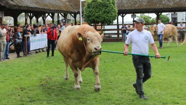 Tenyészállatok bemutatója Hódmezővásárhelyen 2022-ben