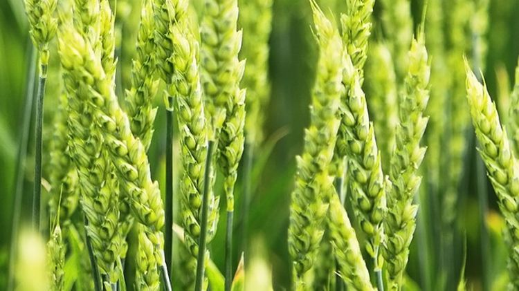 Korszerű növényvédelmi technológia kalászosokban