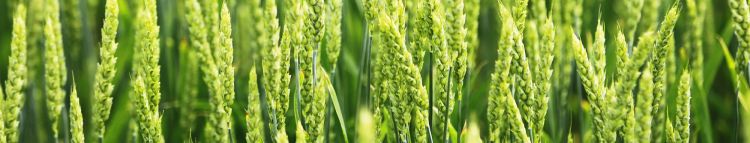 komplex kalászos növényvédelmi technológiák