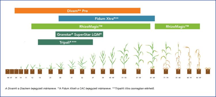 modern kalászostechnológia a vetéstől a betakarításig