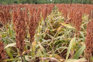 RGT Huggo cirokhibrid