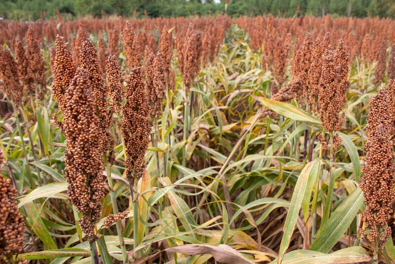 Genetikai stabilitás, biztonságos és kiszámítható termelés