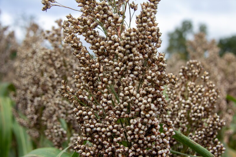 RGT Icebergg cirokhibrid