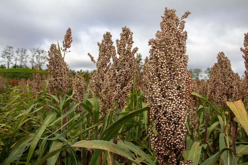 RGT Indiggo cirokhibrid