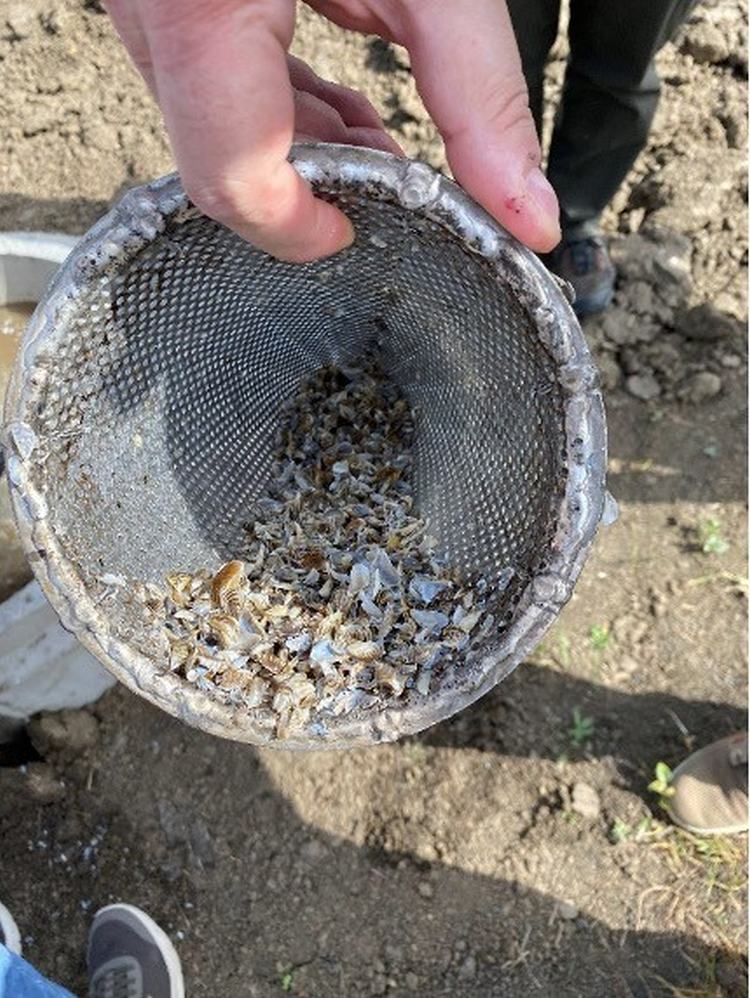 A kagyló- és csigalerakódások ellen elsőként egyedi tölcsérszűrőkkel próbáltak védekezni. (fotó: a szerző felvételei)