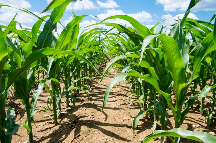 Elindult a vetés. Készüljünk fel a kukorica gyomirtására!