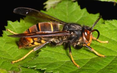Az invazív ázsiai lódarázs jellegzetes megjelenése, amely a méhészetekre és a beporzókra is veszélyt jelenthet.