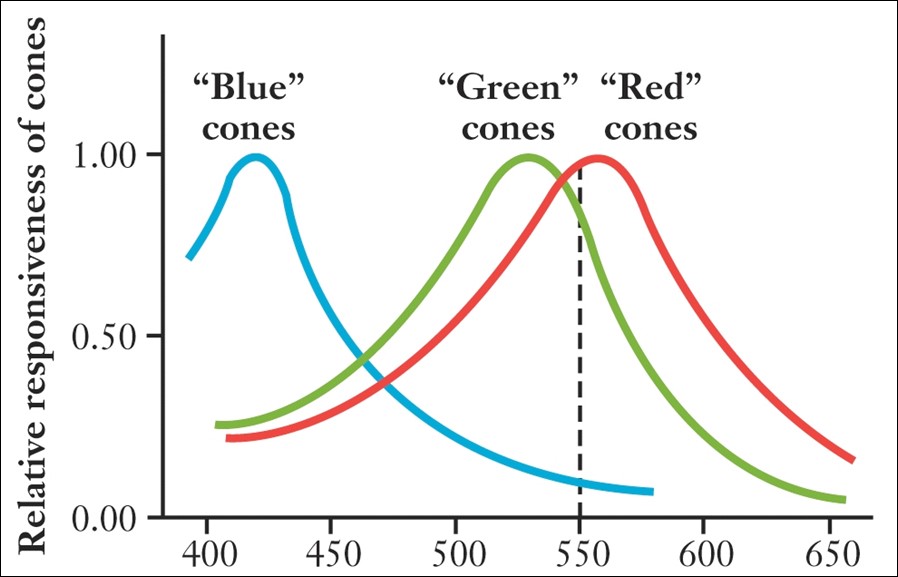 A vízszintes tengely a hullámhosszt (nm, nanométer) jelöli, míg a függőleges tengely a relatív válaszkészséget mutatja