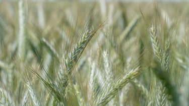 Minőségi búzatermés