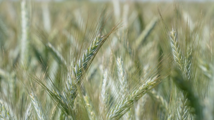 Ön is keresi a minőségi búzatermés zálogát? Nézzük meg a lehetőségeket!